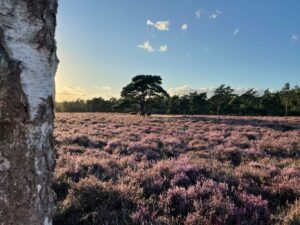 Tips voor bezoek aan de bloeiende heide op de Posbank