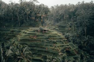 Tips voor een bezoek aan Ubud op Bali
