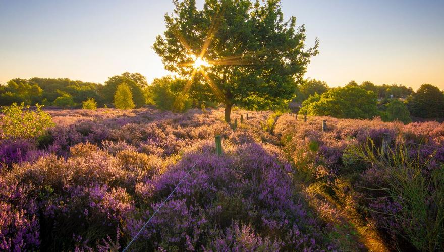 landal-landgoed-de-hellendoornse-berg-haarle-overijssel