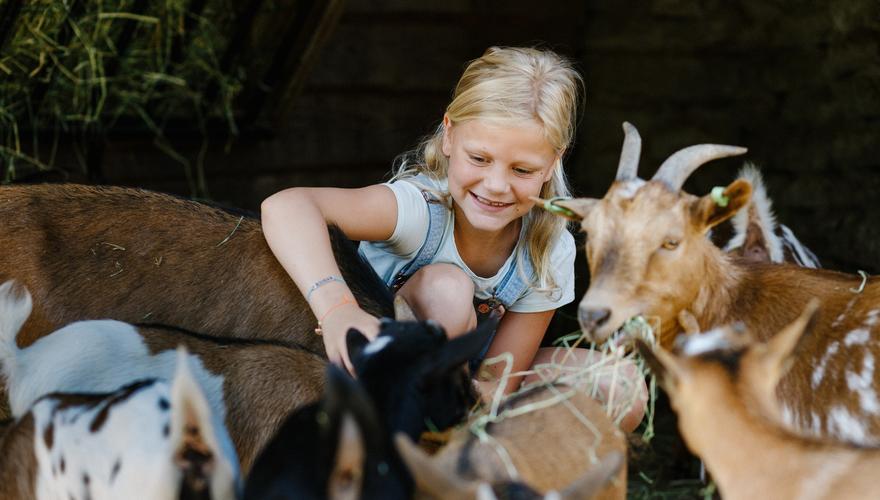 vakantiepark-dierenbos-vinkel-noord-brabant