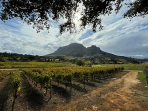 Stellenbosch-wijnvelden