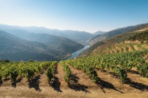 wijngaarden-in-de-Douro-vallei-in-portugal