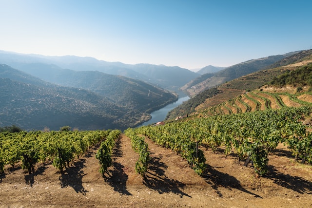 wijngaarden-in-de-Douro-vallei-in-portugal