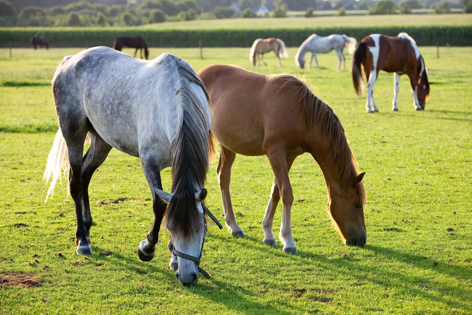 TopParken Landgoed de Scheleberg