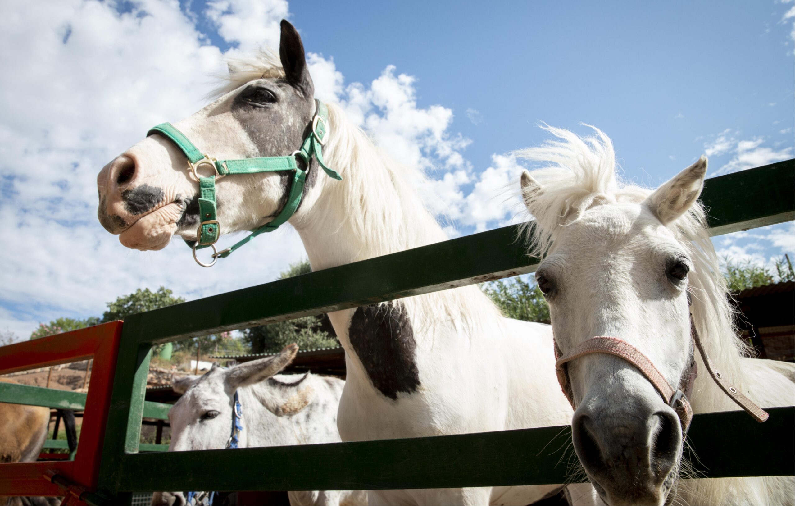Vakantiepark Weerterbergen