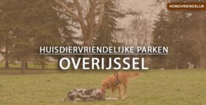 hondvriendelijke vakantieparken Overijssel