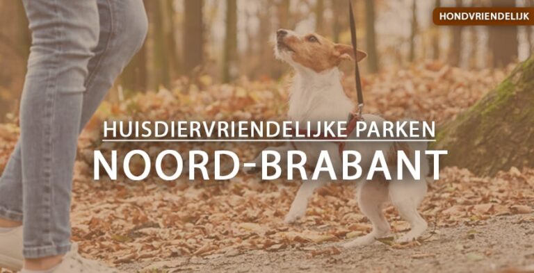 hondvriendelijke vakantieparken noord-brabant