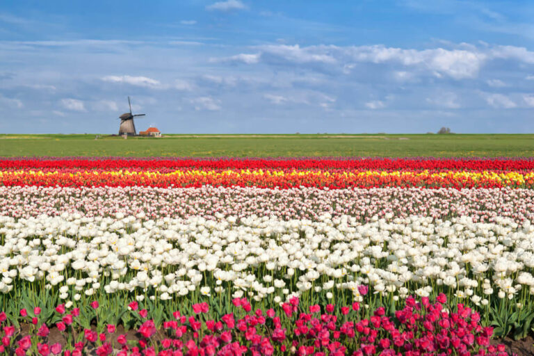 De mooiste Tulpenvelden in Nederland (2026) | Alle bollen- en bloemenvelden