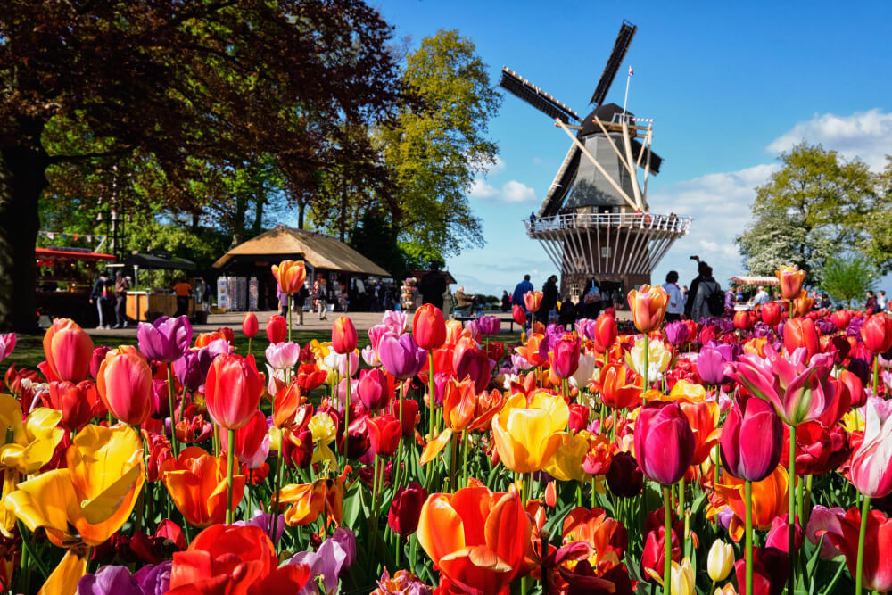 keukenhof bollenvelden nederland