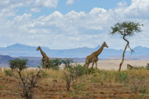 Tips voor een goede voorbereiding van je reis naar Zuid-Afrika
