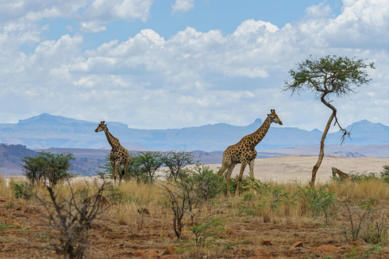 Tips voor een goede voorbereiding van je reis naar Zuid-Afrika